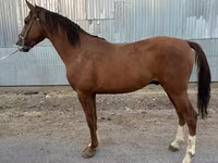 Caballo, Caballos — foto 2