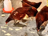 Rhode Island Red — photo 2