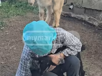 Коза, Мегрельская коза — фото 1