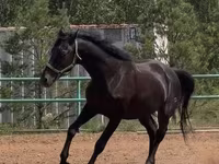 घोड़ा, Trakehner — फ़ोटो 3