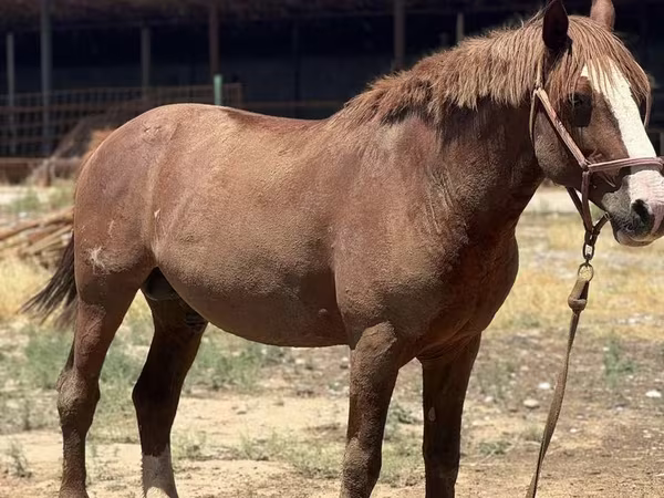 Horse (M), Kazakh horse