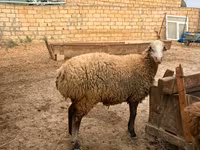 Sheep, Apsheron sheep — photo 8
