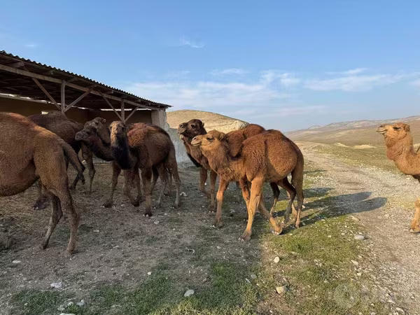 جمل, الجمال