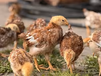 Rhode Island Red — photo 3