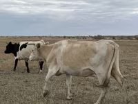 Kuh, Latvian Blue cattle — Foto 1
