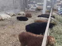 母羊, Sheep — 照片 1