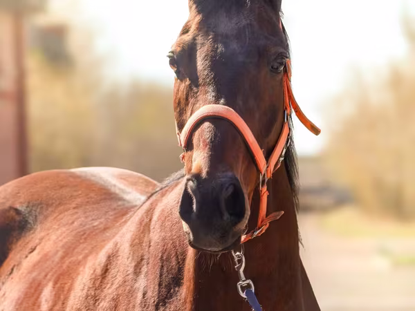 فرس, Thoroughbred horse