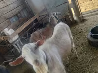 Cabra, Cabras — foto 1