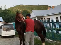 Hengst, Karabair horse — Foto 8
