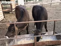 母牛, Brown Carpathian breed — 照片 1