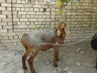 Ovejas (lote, sexo no especificado), Ovejas — foto 6