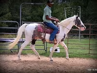 घोड़ा, National Show Horse — फ़ोटो 5