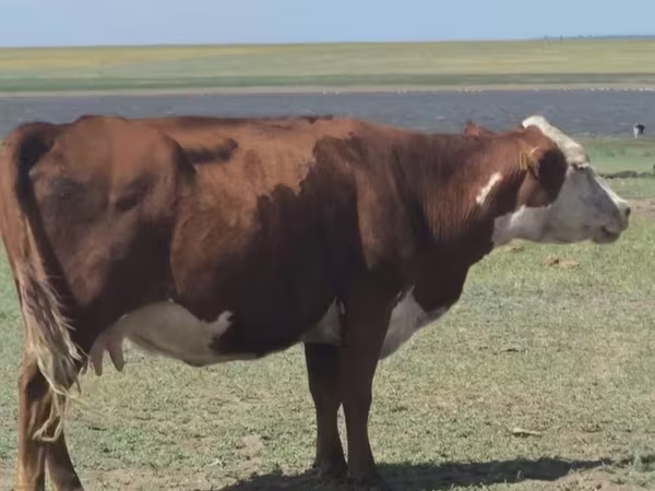 गाय, Latvian Blue cattle