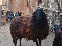 Schaf, Karabakh sheep — Foto 1