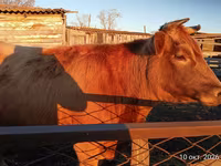 بقرة, Swiss cattle — الصورة 1