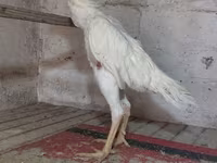 Chickens — 照片 1