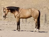 Caballo, Quarter Horse — foto 6