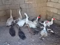 Geese — photo 2