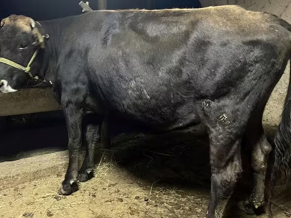 Vaca, Swiss cattle