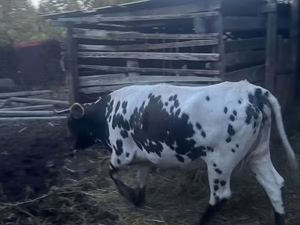 Kuh, Russian Black pied cattle