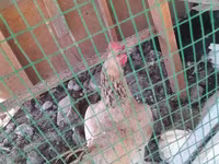 Chickens — الصورة 1