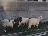 Billy Goat, Goats — photo 4