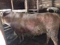 ثور, Simmental cattle — الصورة 3