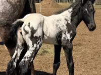Mare, Appaloosa — photo 2