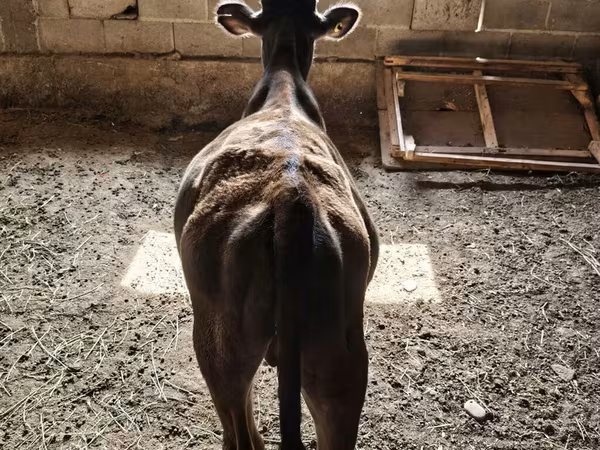 Bull, Brown Latvian