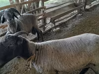 Sheep (batch, sex not specified), Merino sheep — photo 4