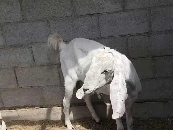 母山羊, Beetal goats