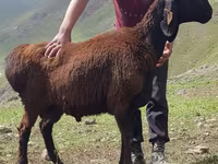 Ram, Blackheaded Persian sheep — photo 1