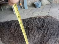 Ram, Arabi sheep — photo 1