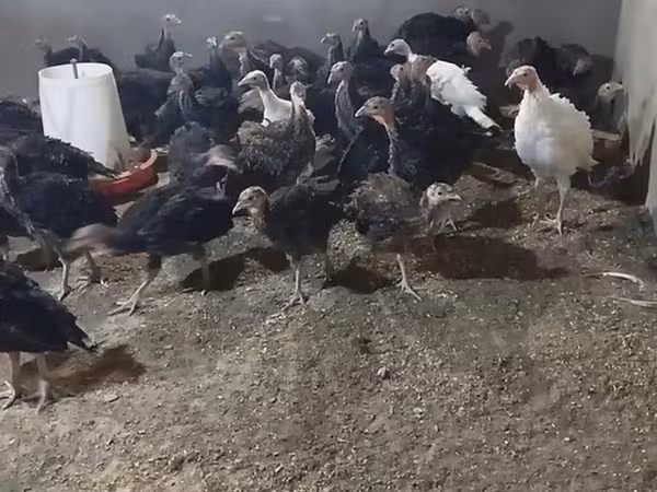 Индейки