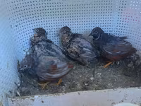 King Quail — photo 1