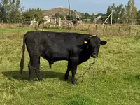 Bulle, Aberdeen-Angus — Foto 3
