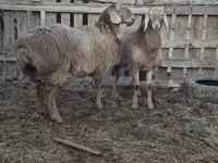 Sheep, Arashan sheep — photo 7