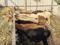 母羊, Sheep — 照片 4