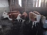 Bovinos (lote, sexo no especificado), Vaca kazaja de cabeza blanca — foto 2