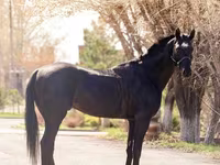حصان, Thoroughbred horse — الصورة 3