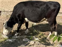 Kuh, Latvian Blue cattle — Foto 4