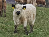 母牛, Galloway cow — 照片 8