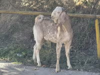 Ziege, Beetal goats — Foto 3