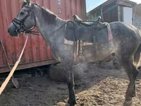 Hengst, Orlov Trotter — Foto 8