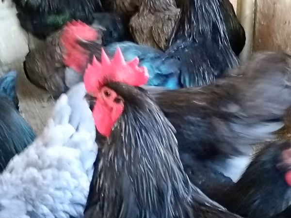 Gallo de pelea de fosa australiano