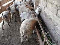 Ram, Sheep — photo 2