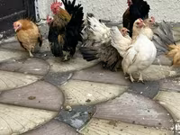 Chickens — 照片 3