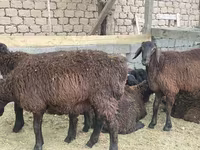 公羊, Sheep — 照片 4