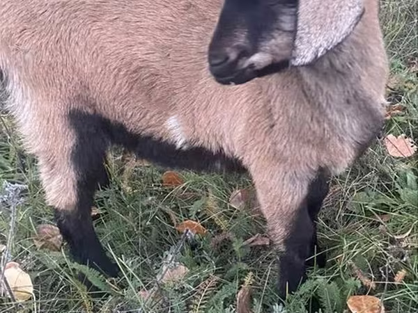 बकरी, Nubian Goat