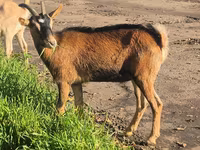 Goat, Alpine goat — photo 6
